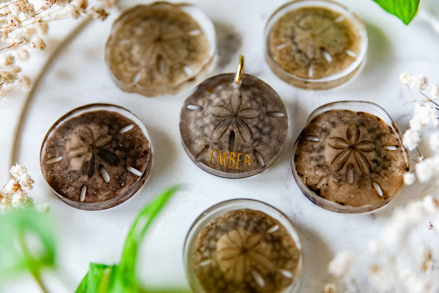 Preserved Unbleached Sand Dollars