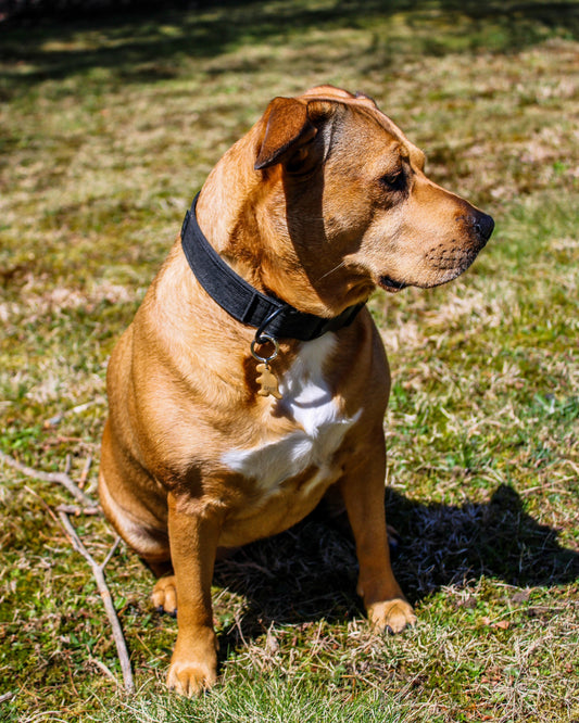 Dixie’s Dino Nuggies