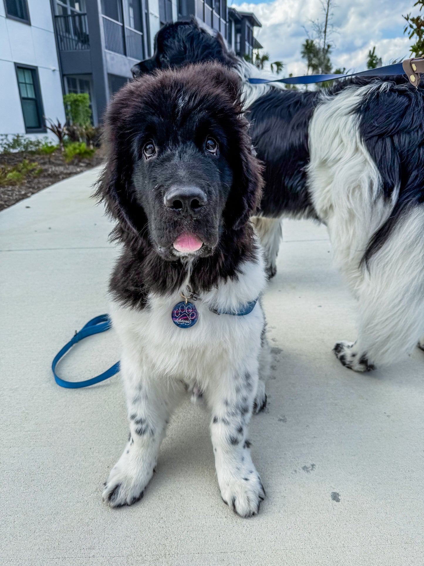 Aslan & Adonis’ Canine Constellation