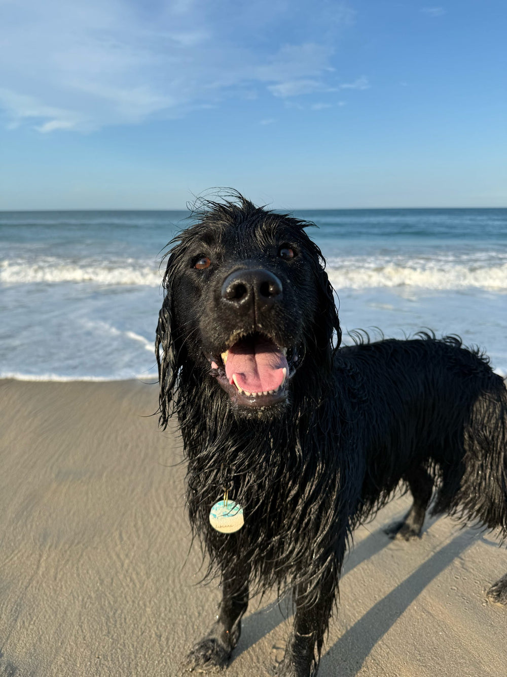 Black dog on a sandy beach with ocean waves in the background