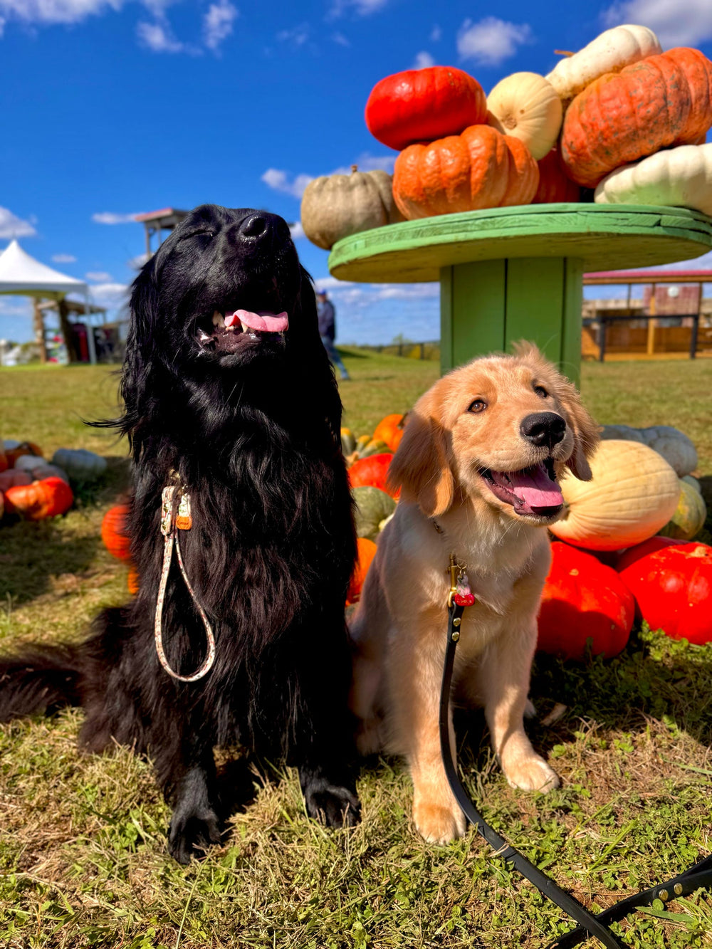 Two dogs sitting on grass with pumpkins and a decorative stand in the background.