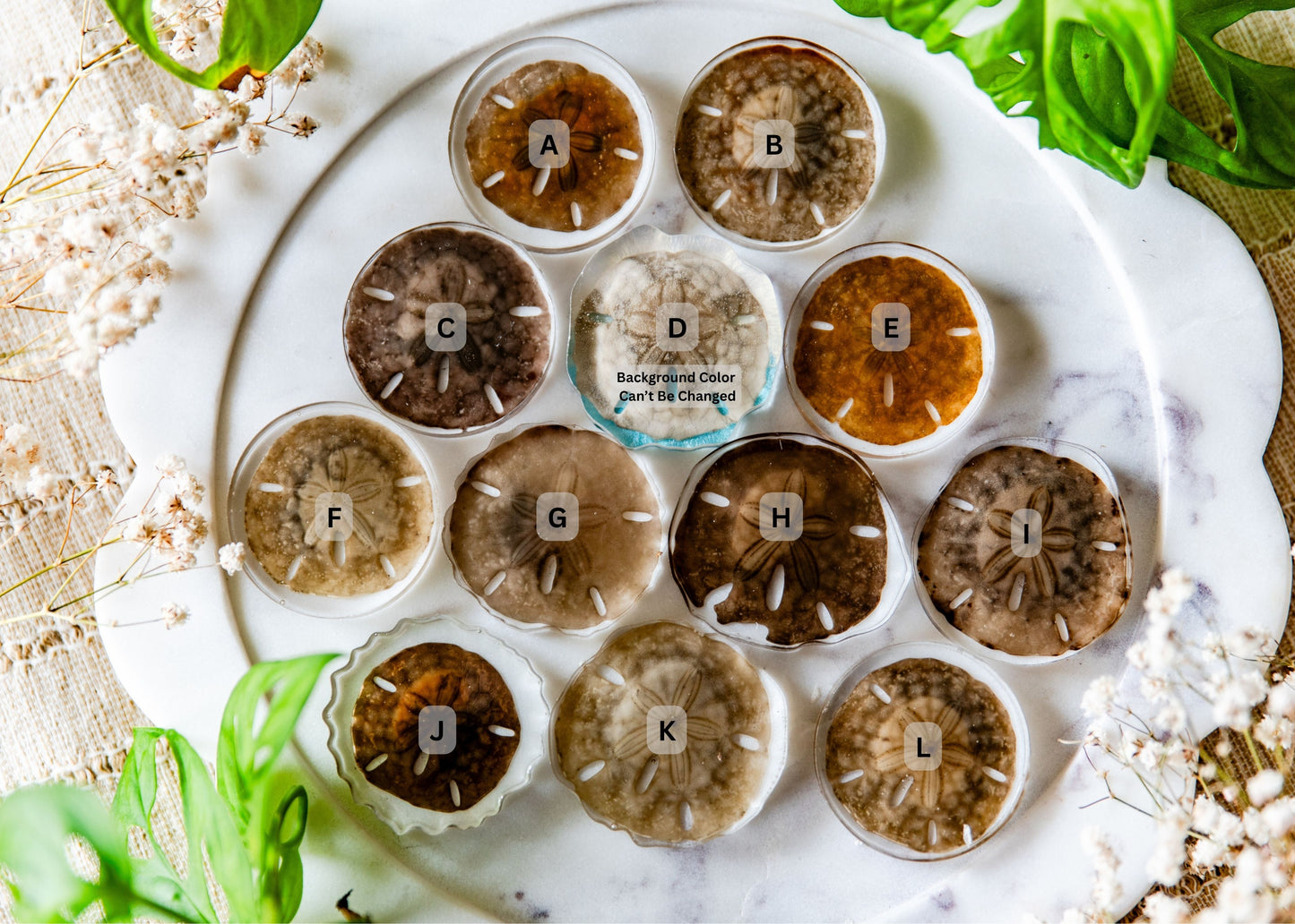 Preserved Unbleached Sand Dollars