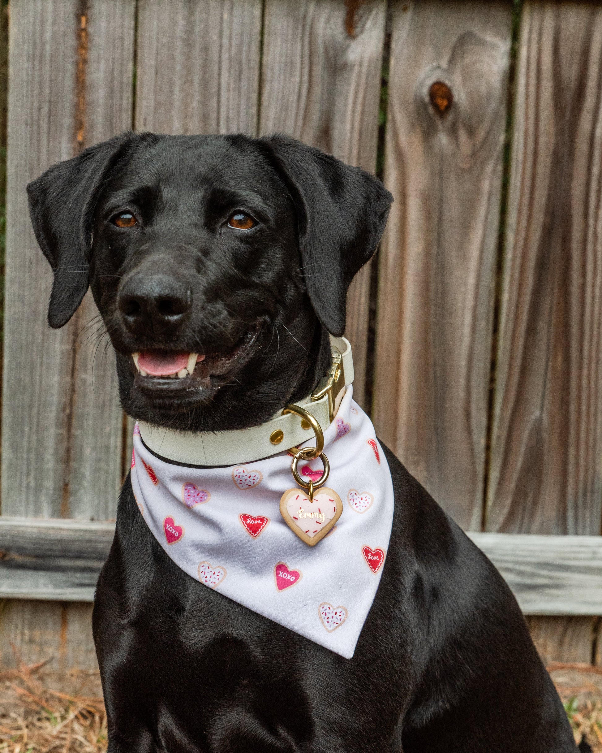 Black dog wearing a white bandana with red hearts and a gold heart-shaped tag, standing in front of a wooden fence.