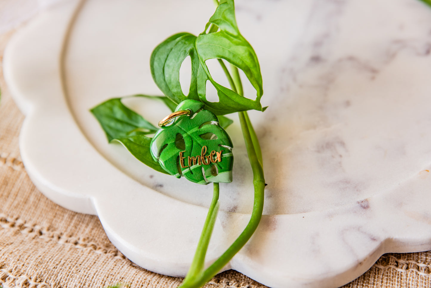 Swiss Cheese Plant Leaf