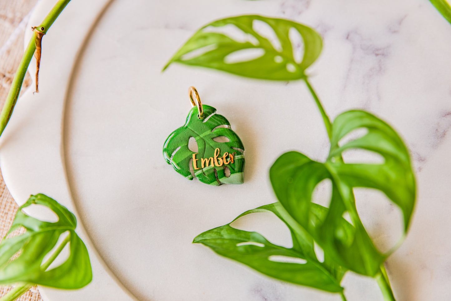 Swiss Cheese Plant Leaf