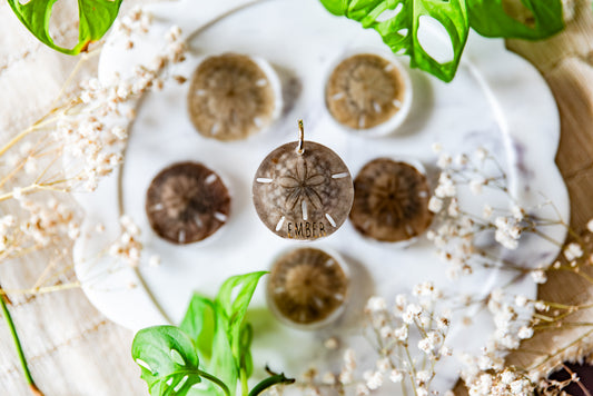 Preserved Unbleached Sand Dollars