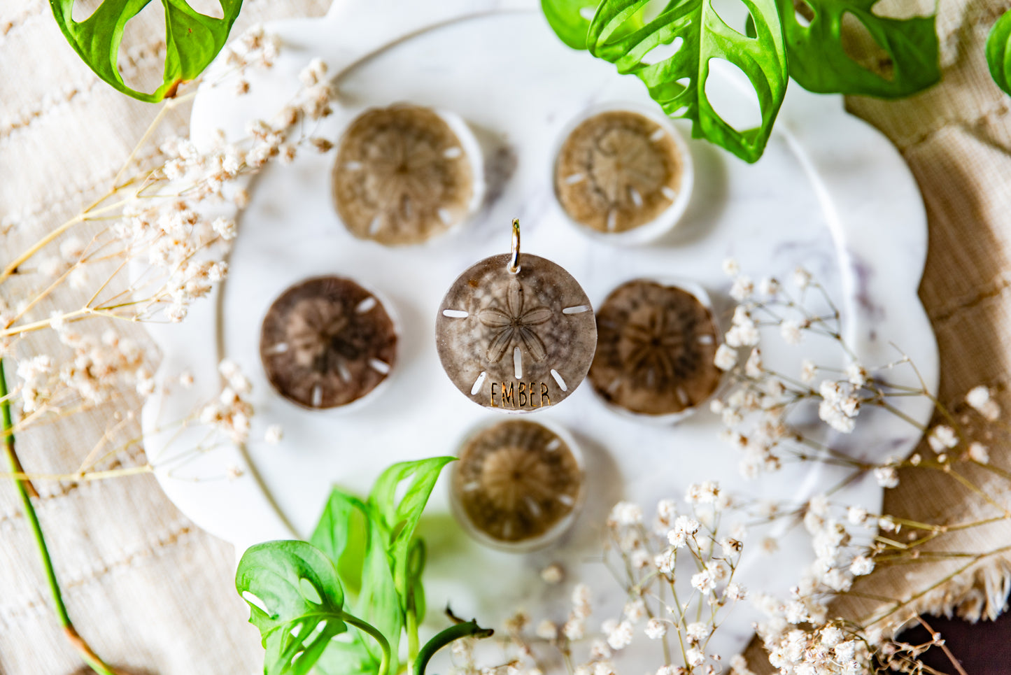 Preserved Unbleached Sand Dollars