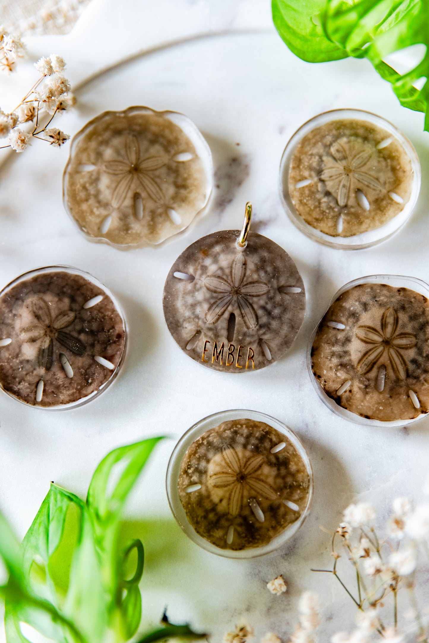 Preserved Unbleached Sand Dollars