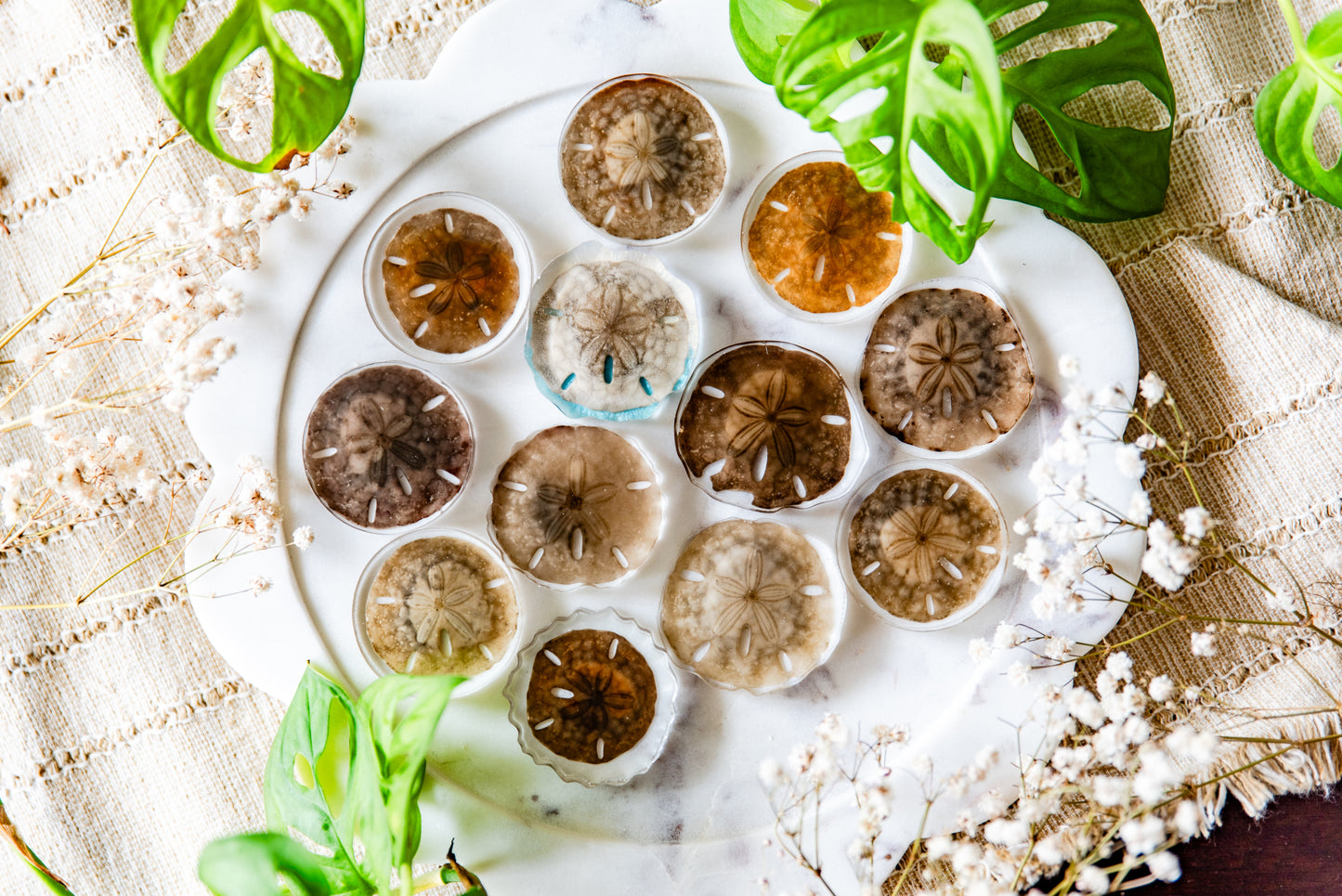 Preserved Unbleached Sand Dollars