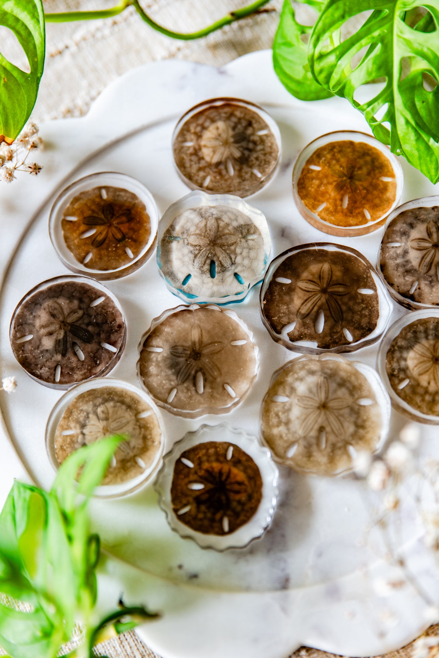 Preserved Unbleached Sand Dollars