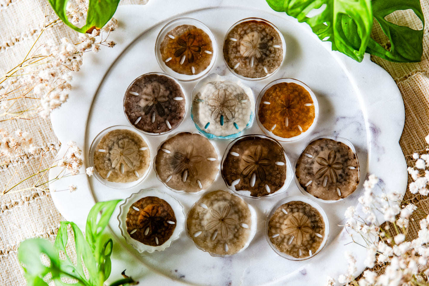 Preserved Unbleached Sand Dollars