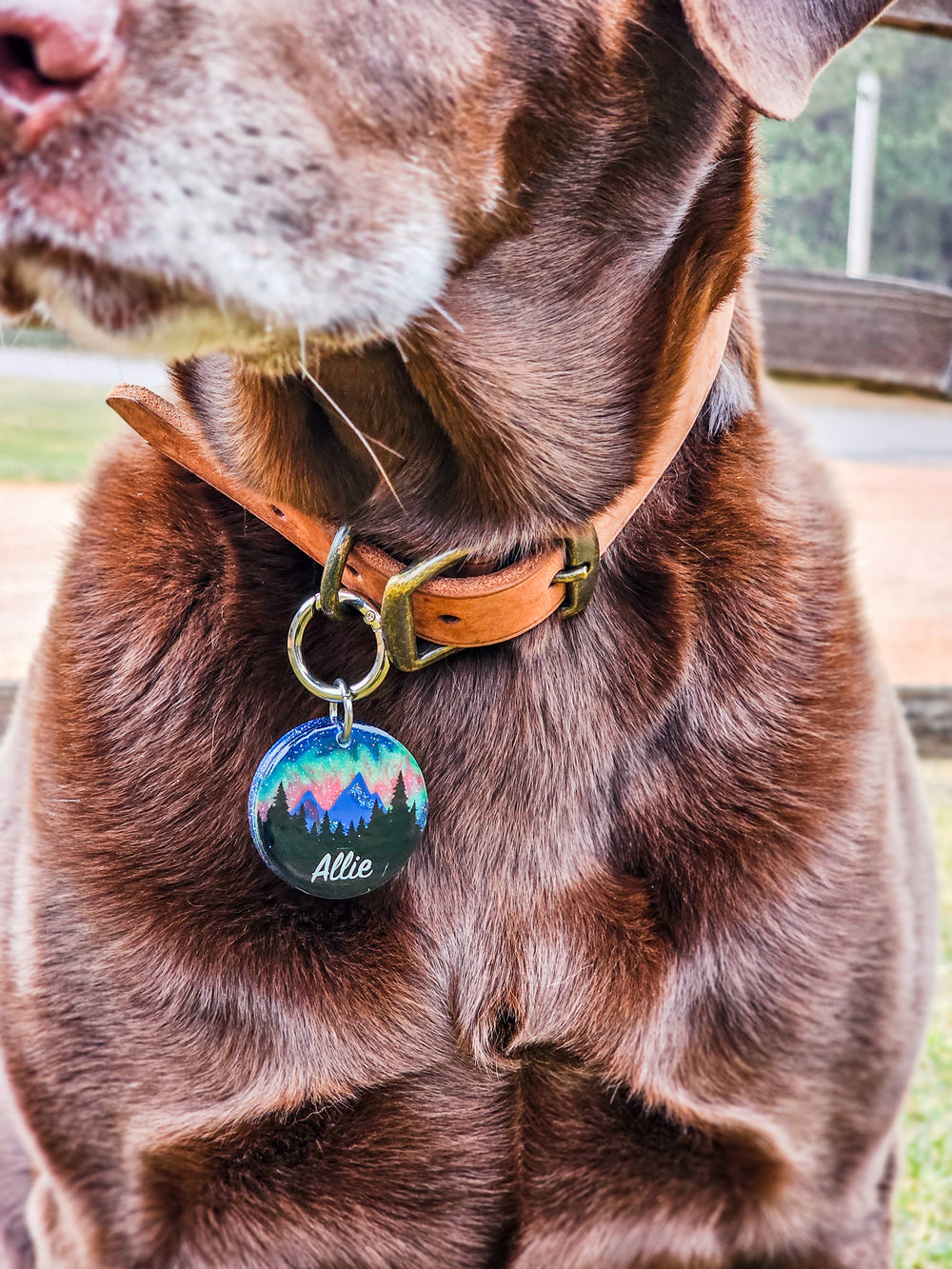 Close-up of a brown dog wearing a collar with a colorful tag.