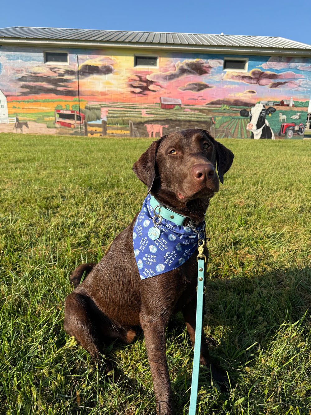 Dog wearing a blue bandana in a grassy area with a colorful mural in the background
