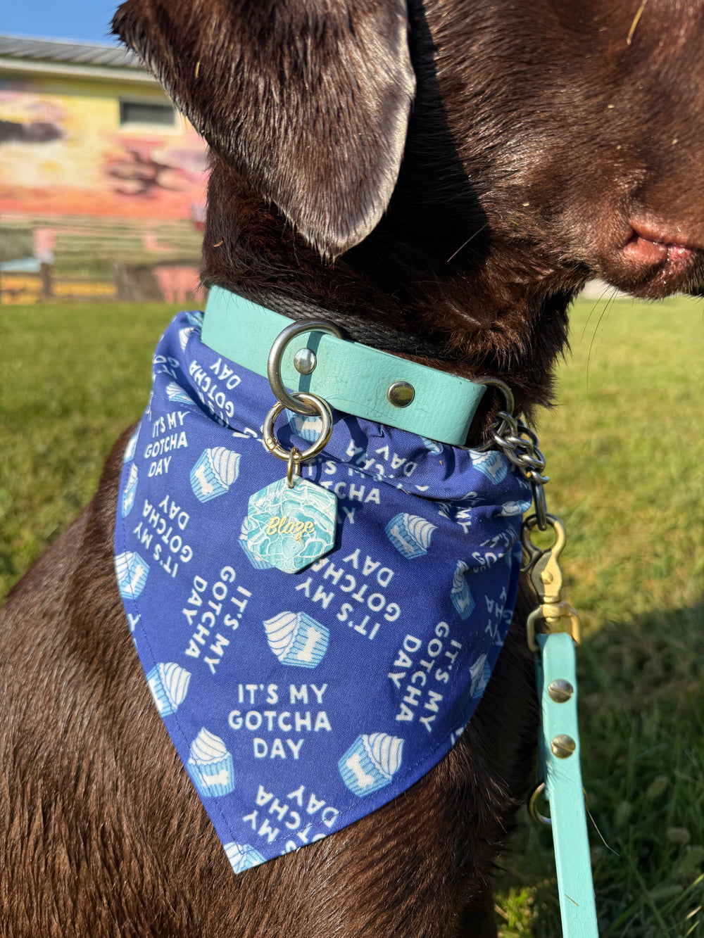 Dog wearing a blue bandana with text, close-up of the bandana.