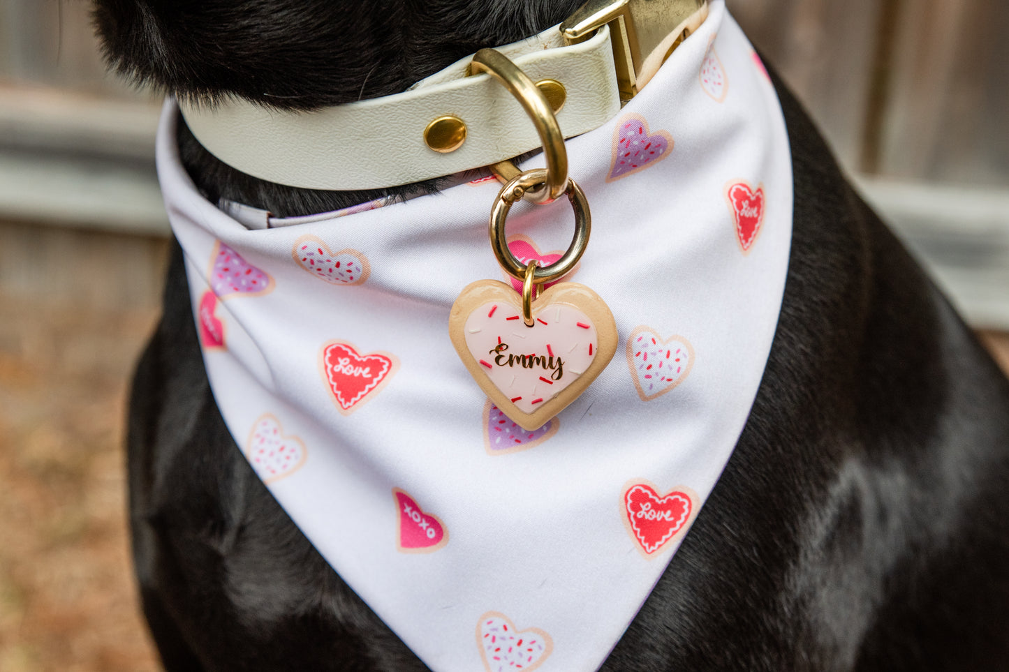 Dog wearing a white bandana with heart patterns and a gold collar with a heart-shaped tag.