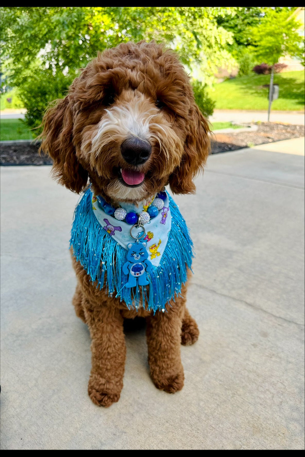 Brown dog wearing a blue sweater with a colorful scarf in an outdoor setting