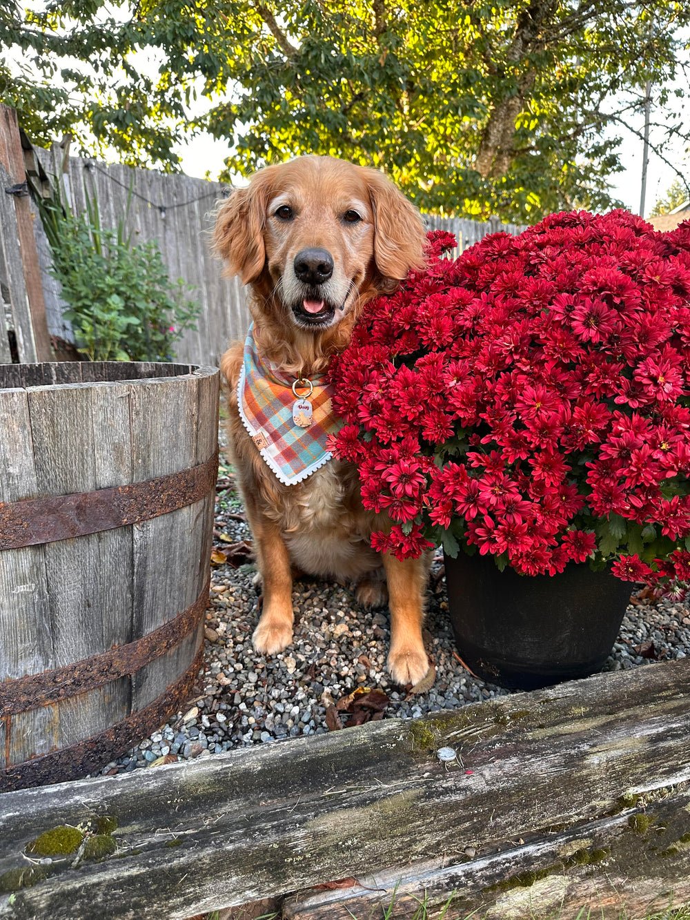 Dog standing next to a potted red plant with a wooden barrel and fence in the background